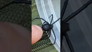 Thumbnail: I Found a Black Widow in My Backpack