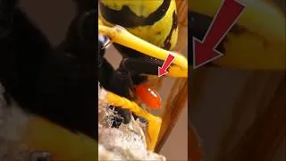 Thumbnail: I Rescued a Wasp Nest Infested With Mites