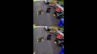 Thumbnail: Brave Husky Rescues Child From Charging Bear #shorts