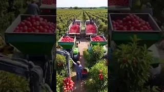 Thumbnail: Inside the Apple Juice Factory🍎🔥 #apple #juice #applejuice