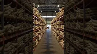 Thumbnail: Inside the $99K Horn Factory #whitebull #leatherprocessing #horn