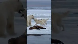 Thumbnail: Polar Bear vs Wolf Pack | Inside the Wild   #polarbear  #wolf  #insidethewild #wildlifesurvival