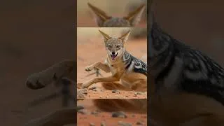 Thumbnail: Roadrunner vs Jackal #roadrunners #jackals  #insidethewild #wildlifesurvival