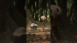 Thumbnail: Honey Badger vs King Cobra #honeybadger #kingcobra  #insidethewild  #wildlifesurvival