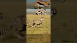Thumbnail: Cheetah vs Gazelle #wildlife #animals #wildlifesurvival