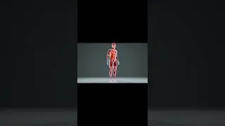 Thumbnail: What Actually Happens To Your Muscles After Death #anatomy #science