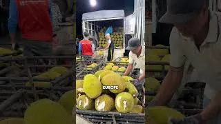 Thumbnail: Why Everyone Wants Vietnamese Jackfruit Right Now #export #fruit #trending