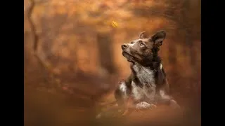 Thumbnail: Speedy Pet Photography Autumn Edit