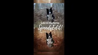 Thumbnail: Loki in the Ferns: Speed Edit!
