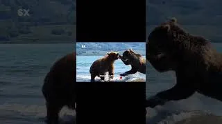 Thumbnail: Real-life UFC: Two GRIZZLIES fighting! 🐻 | Insta360 Luna Ultra