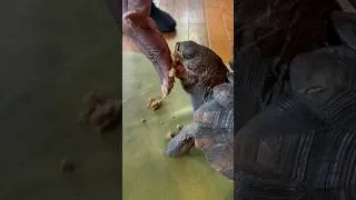Thumbnail: Nygel the tortoise eating breakfast 🐢🐢 #tortoise #turtle #animals #satisfying #animalshorts