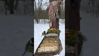 Thumbnail: Feeder Landing Zone | Wild Bird ASMR 🐦🥜