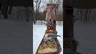 Thumbnail: Backyard Bird Buffet 🐦🥜 Wild Birds Feeding ASMR