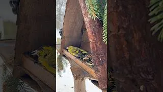 Thumbnail: Rainy Day Bird Feeding ASMR ☔️🐦