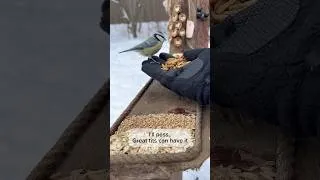 Thumbnail: Wild Birds Feeding ASMR | Bird Charcuterie Moment ❄️🐦