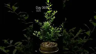 Thumbnail: Pomgranate Bonsai From Seed #timelapse 🌳