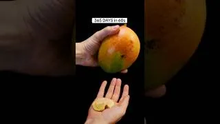 Thumbnail: 365 Days in 60s! Mango tree from Seed in #timelapse