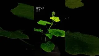 Thumbnail: Germinating a pumpkin seed in #timelapse 🎃