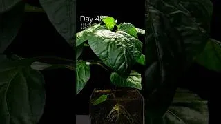 Thumbnail: This is how I grew a bell pepper from seed at home!