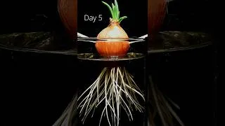Thumbnail: Roots are just strange 🌱
