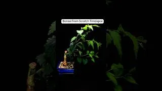 Thumbnail: This is how i grew this bonsai from scratch in #timelapse
