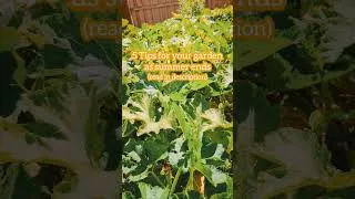 Thumbnail: 5 Garden Tips as Summer Ends