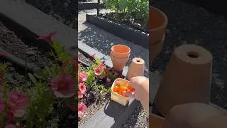 Thumbnail: A Garden Harvest 🌿#garden #gardenharvest #flowergarden