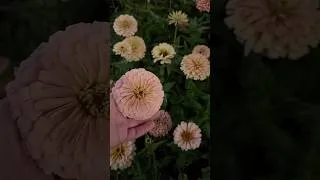 Thumbnail: The secret to a magical garden ✨🌿