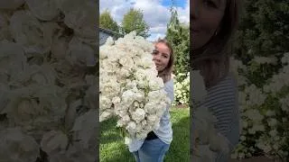 Thumbnail: I Removed 6 Perfect Roses… Here’s Why 🌹