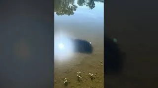 Thumbnail: School of baby catfish. So cool!
