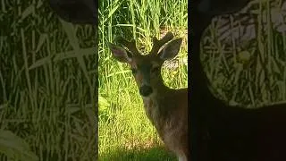 Thumbnail: deer creeping around back