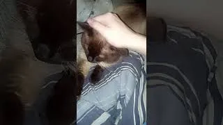 Thumbnail: my cat is chill