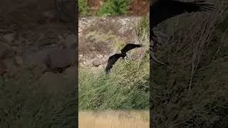 Thumbnail: Eagles Competing for Food on the Snake River