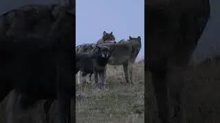 Thumbnail: Amazing Wild Wolfpack in Yellowstone National Park
