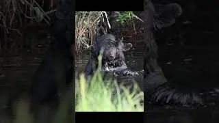 Thumbnail: You Won't Believe This Bear's Bath Time!
