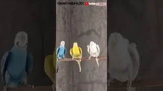 Thumbnail: MASTER CAGE IQWAN'S FARM VLOG'S #vairalvideo #birds #quran #nature #ZAYTURAFOODS