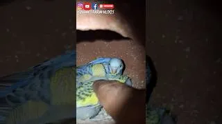 Thumbnail: الحمد للہ #vairalvideo #vairalvideo #african #shrots #hyderabad #viral