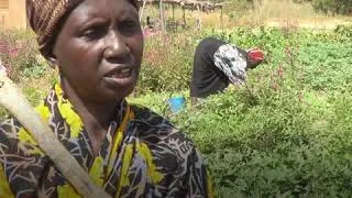 Thumbnail: IRENA/ADFD Project Facility Changing Lives through Renewable Energy — Mali