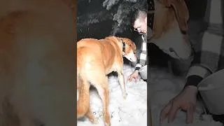 Thumbnail: Caught in a Heavy Snowstorm! – Hot Tent Camping All Day With My Dog #camping #survival #bushcraft