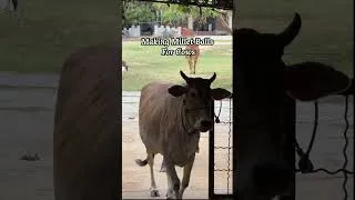 Thumbnail: Feeding cows with millet balls at Isha Yoga Center.