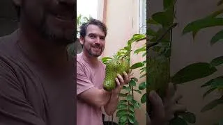 Thumbnail: My husband's favorite fruit in the Philippines #shortvideo #shorts #islandlife