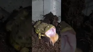 Thumbnail: Bullfrog Feeding #animals #shorts #frog