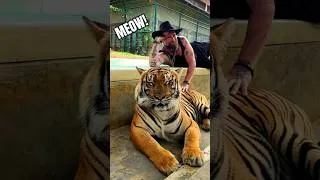 Thumbnail: He's Just a Kitten #animals #shorts #youtubeshorts