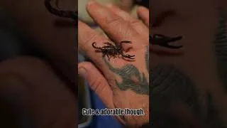 Thumbnail: Lil Baby Scorpion #scorpion #animals #arachnid