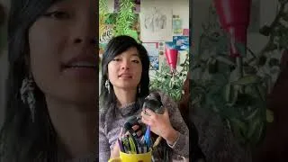 Thumbnail: pigeon haul :P