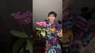 Thumbnail: Orchid update!