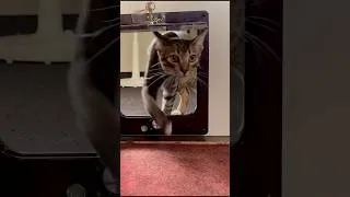 Thumbnail: Heaven on Earth🐱Cats just keep coming into my room! 🐾