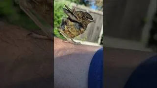 Thumbnail: Fledgling Robin warms to me!
