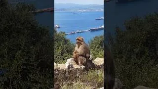 Thumbnail: The King of the Gibraltar rock!