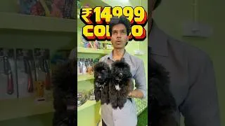 Thumbnail: 🔥 Rare Jet Black Shih Tzu Full Combo @ ₹14,999 😍 Chennai #shorts #shitzu
